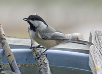 Black Capped Chickadee